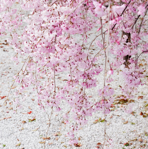 plant, Alex Ramsay, cherry blossom, flower, outdoors, nobody, tree, close-up, colour, hanging, Japanese, pink, spring, Zen