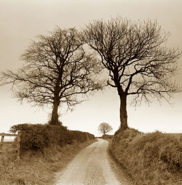 John Melville, nobody, exterior, outdoors, Majesty of Trees, atmospheric, moody, countryside, road, two, English, hedgerow, sepia, leading, trees, landscape, winter,