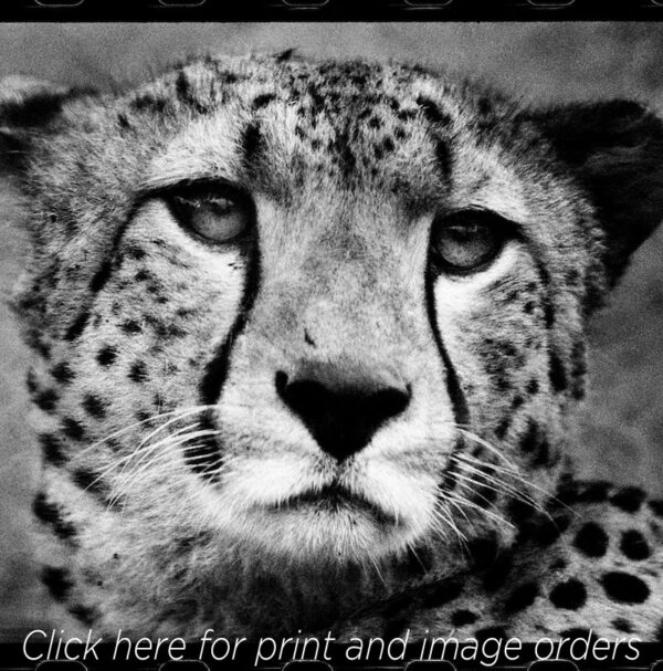 Nicolas Bruant cheetah cub black and white close up face portrait Africa photography