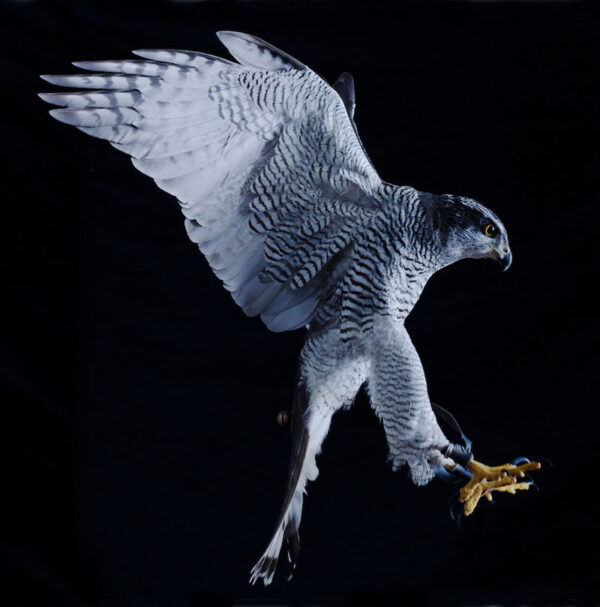 Goshawk Simon Upton bird of prey photography